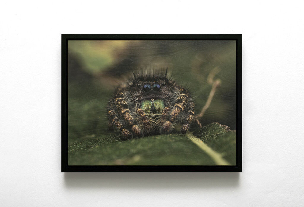 Daring Jumping Spider