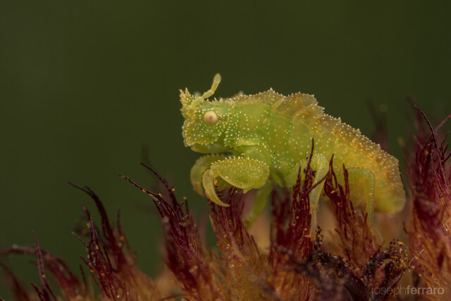 Jagged ambush bug nymph, an insect, perched upon a blanketflower awaiting prey