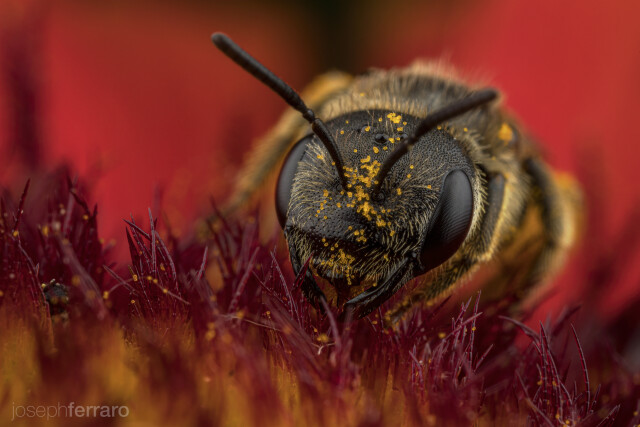 a halicuts bee, a native bee to North America collecting pollen on a blanketflower